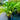 Heliconia Tropics 250mm pot Plant