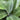 The tall slender stems of Heliconia Waxy Red hold large, broad leaves that are deep green