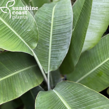The tall slender stems of Heliconia Waxy Red hold large, broad leaves that are deep green