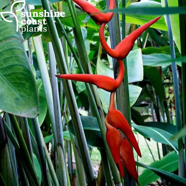 pot plant with red waxy flowers Heliconia Waxy Red