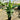 A tight clumping, hardy and cold tolerant heliconia with large pendulous flowers.
