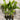 Heliconia Yellow Dancer 200mm pot Plant