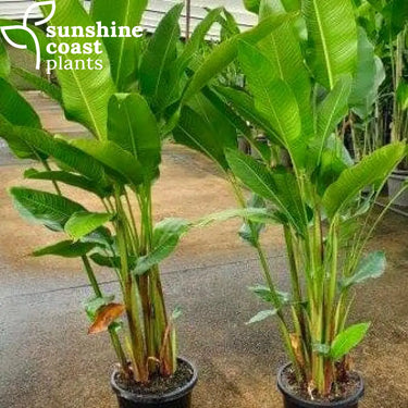 Heliconia Yellow Dancer 300mm pot Plant