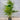 Howea Forsteriana - Kentia Palm Plant