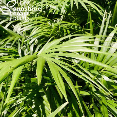 The Kentia palm, thatch palm or palm court palm, is a species of flowering plant in the palm family