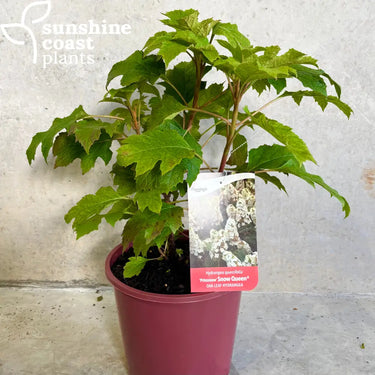 Hydrangea quercifolia ’Prinsnow’ Snow Queen 200mm pot