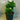 Hydrangea White Knight 200mm pot