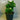 Hydrangea White Knight 200mm pot