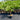 Hyophorbe Lagenicaulis - Bottle Palm 300mm pot Plant