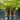 Hyophorbe Lagenicaulis - Bottle Palm 400mm pot Plant