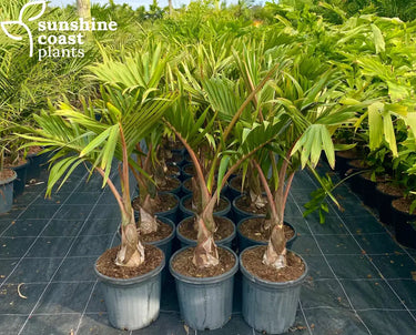 Hyophorbe Lagenicaulis - Bottle Palm 400mm pot Plant