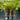 Hyophorbe Lagenicaulis - Bottle Palm 400mm pot Plant