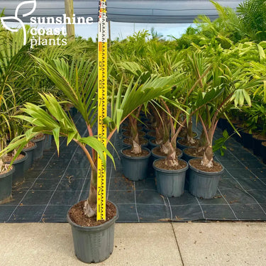Hyophorbe Lagenicaulis - Bottle Palm Plant