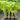 Hyophorbe Verschaffeltii - Spindle Palm 250mm pot Plant