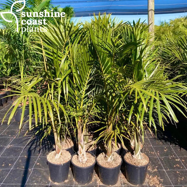 Hyophorbe Verschaffeltii - Spindle Palm Plant