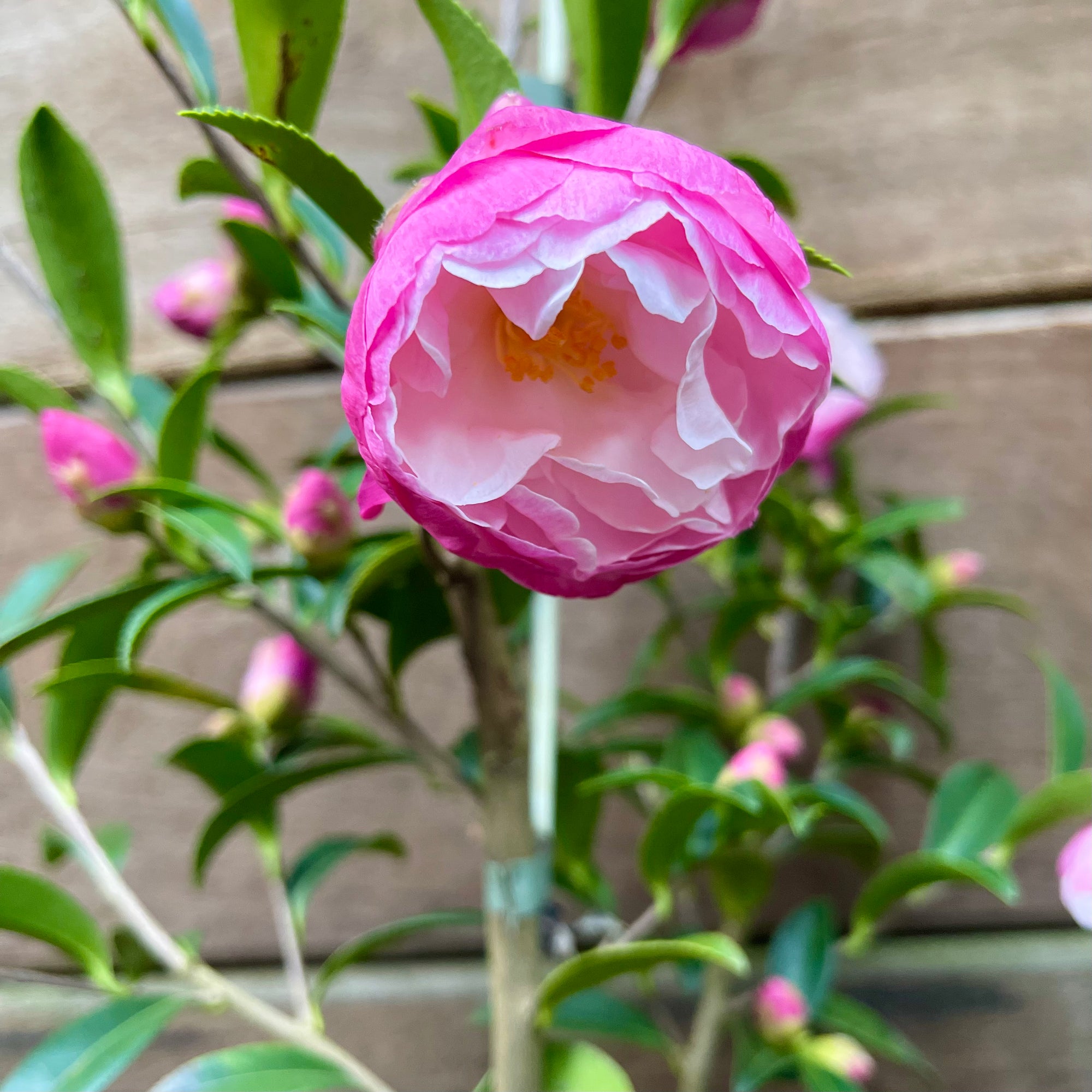 Camellia sasanqua 'Paradise Pearl'