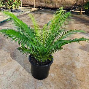 Blechnum Silver Lady