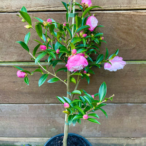 Camellia sasanqua 'Paradise Pearl'