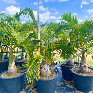 Hyophorbe lagenicaulis - Bottle Palm