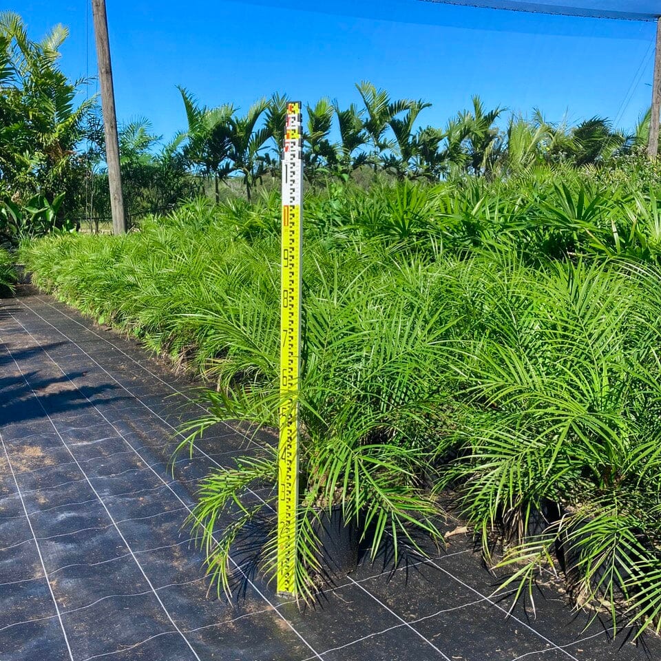 Ravenala madagascariensis - Travellers Palm - Sunshine Coast Plants