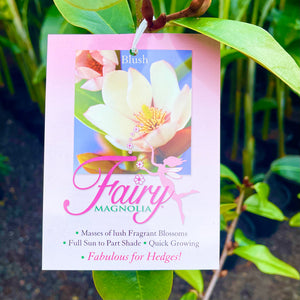 Magnolia ‘Fairy Blush’