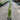 Juniperus 'Spartan' has very dark green foliage, an upright, conical habit