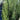 Juniperus 'Spartan' is an excellent screening, hedging plant because of its uniformity and hardiness.