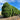 Juniperus Spartan form a dense, upright hedge perfect for screening