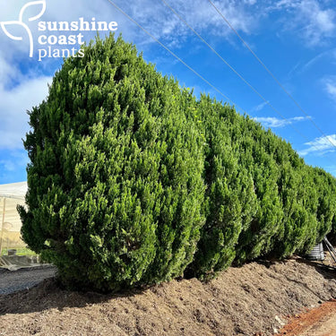 Juniperus Spartan form a dense, upright hedge perfect for screening