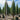 Juniperus virginiana Skyrocket 45Ltr bag Plant
