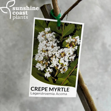 Lagerstroemia ’Acoma’ – Crepe Myrtle