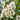 Lagerstroemia Acoma flower