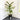 Lagerstroemia Acoma 200mm pot