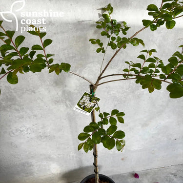 Lagerstroemia ’Acoma’ – Crepe Myrtle