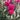 Lagerstroemia ’Plum Magic’ The Magic Series® (Crepe Myrtle) 200mm pot