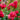 Lagerstroemia ’Ruffled Red Magic’ - The Magic Series® 200mm pot