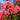 Lagerstroemia Tuscarora flower