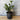 Laurus Nobilis - Baby Bay - 200mm pot - Plant