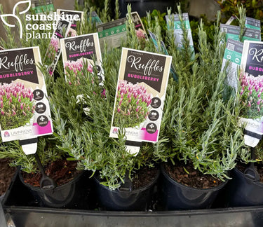 Lavender ’Bubbleberry’ - 140mm pot - Plant