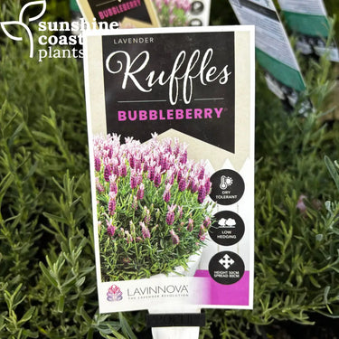 Lavender ’Bubbleberry’ - 140mm pot - Plant