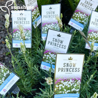 Lavender ‘Snow Princess’ 140mm Plant