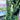 Lavender ‘Snow Princess’ 140mm Plant