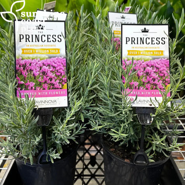 Lavender ’The Princess’ - 140mm pot - Plant