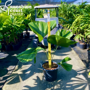 Licuala Elegans - Elegant Fan Palm 400mm pot Plant