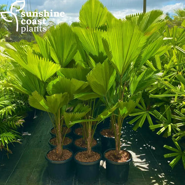 Licuala Grandis - Ruffled Fan Palm 300mm Plant
