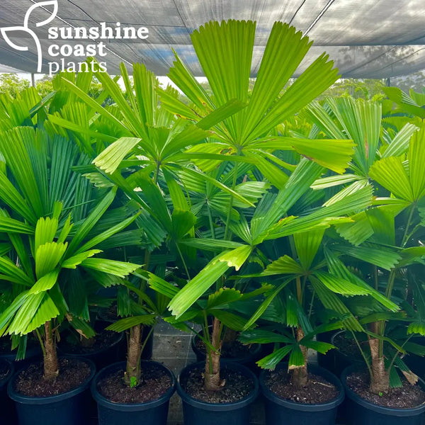 australian palm plant Licuala Ramsayi - Australian Fan Palm