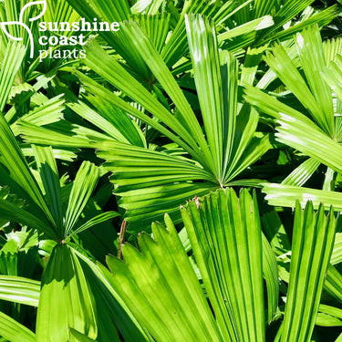 Licuala ramsayi is a stunning species native to the tropical rainforest areas of northern QLD