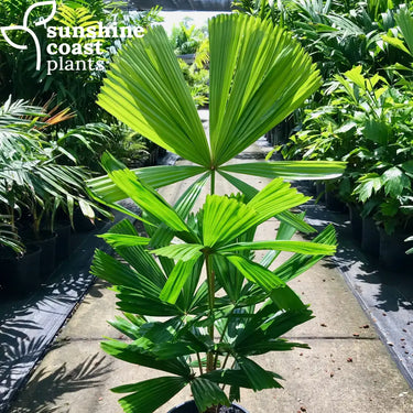 An Australian native palm from northern parts of QLD which has spectacular near circular leaves up to 2m in diameter