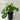 Ligularia Denata Reniformis - Tractor Seat Plant Plant