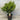 Lilly Pilly Syzygium Australe ’Baby Boomer’ 250mm pot Plant